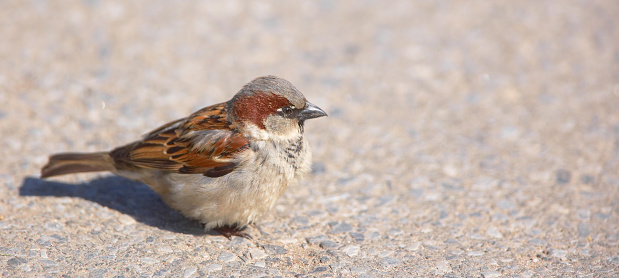 The House Sparrow (Passer domesticus) Male with food for young