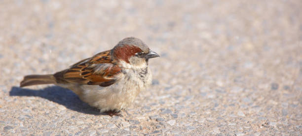 True Sparrow - gardens parrow stock photo