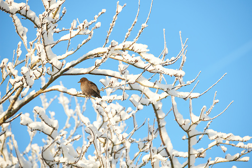 A beautiful Blackbird in wintertime