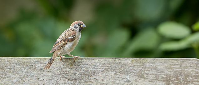 A telephoto of a beautiful sparrow in my garden