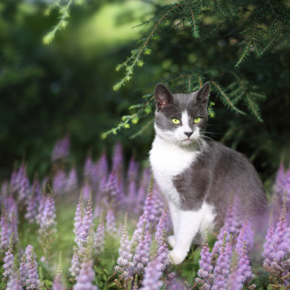 Summer picture with cat sitting between violet flowers in the garden. Convenient square format with copyspace.