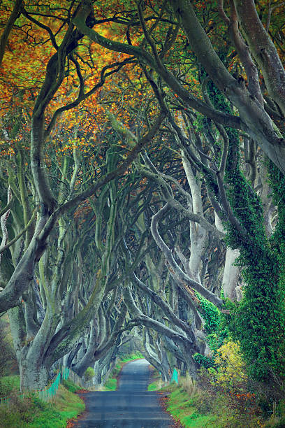 istock treelined country road 160189408