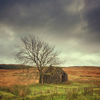 ruined stone house and bare tree in Ireland - not oversized, digitally stitched from more images