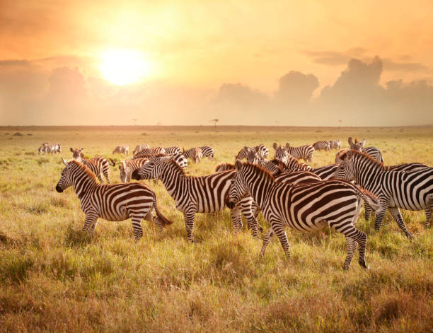 zebras 朝に - masai mara national reserve sunset africa horizon over land ストックフォトと画像
