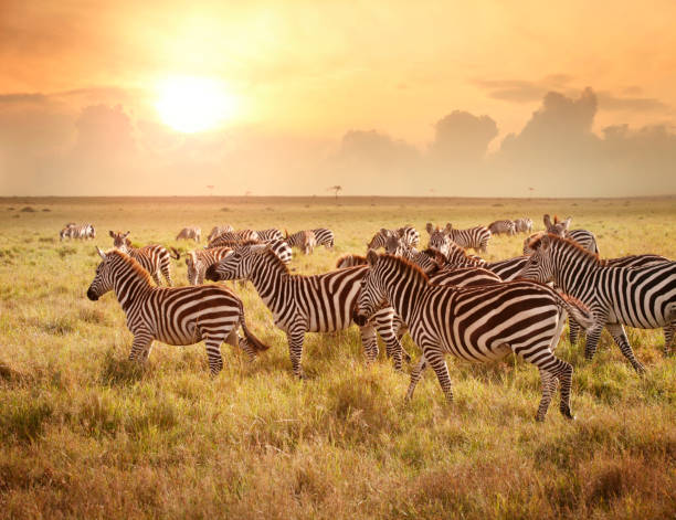 Zebras in the morning Zebras at Maasai Mara parkland located on the border of Kenya, Uganda and Tanzania. See my other photos from Kenya: http://www.oc-photo.net/FTP/icons/kenya.jpg grassland in morning sunrise stock pictures, royalty-free photos & images