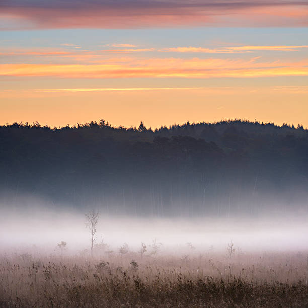 Sun raised above a forest lake with mist and water reflections