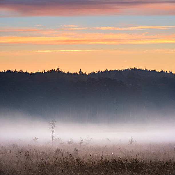 Morning Mist rising from Enchanted Moor at Sunrise STITCHED from 2 D800 frames, Muritz National Park, Germany muritz national park photos stock pictures, royalty-free photos & images