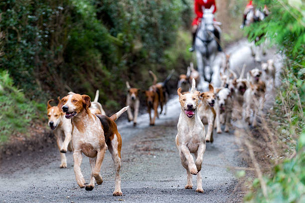 Leader of the pack Foxhounds in rural England hound stock pictures, royalty-free photos & images
