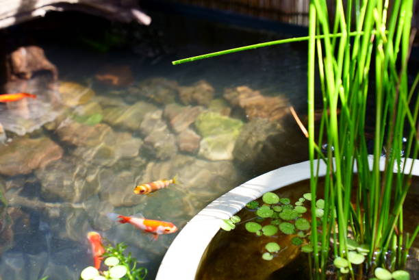 istock A goldfish pond where horsetails grow 1601905852