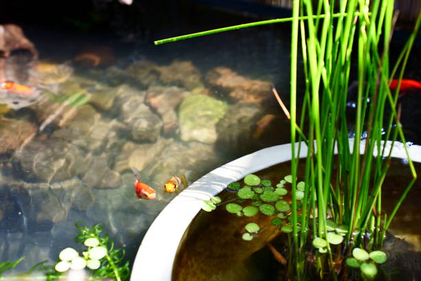 istock Medaka and goldfish pond 1601906123