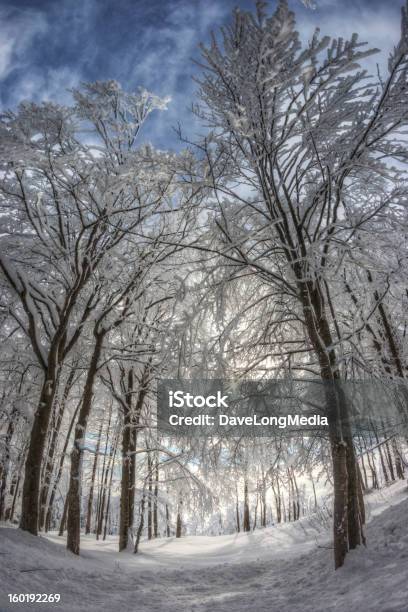 Winter Forest Stockfoto und mehr Bilder von Baum - Baum, Beengt, Farbbild