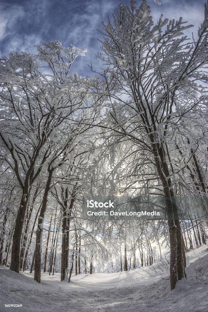 Floresta de inverno - Foto de stock de Dia royalty-free