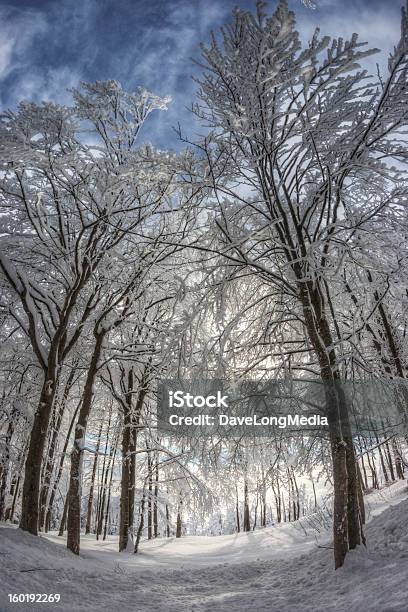 Foto de Floresta De Inverno e mais fotos de stock de Dia - Dia, Europa Central, Exterior