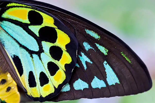 Photo of colorful Male Birdwing butterfly background (Ornithoptera priamus)