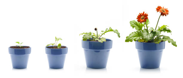 Gerbera Daisy Growing Series of images showing the progression of a Gerber Daisy from seedling to blooming. Isolated on white. sequential series stock pictures, royalty-free photos & images