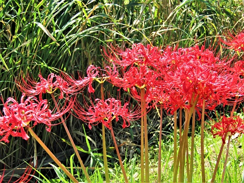 Red spider lilies.