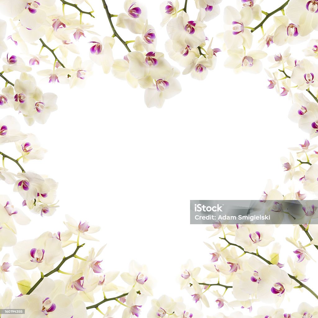 Orquídeas coração - Foto de stock de Fundo Branco royalty-free