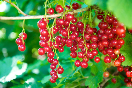Ripe redcurrant fruit on fruit bush in summer, ready to pick