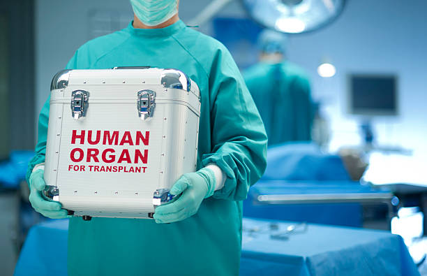 Surgeon with organ donation surgeon with his fresh delivery human organs stock pictures, royalty-free photos & images