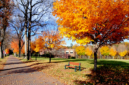 Fall Trees Along Downtown Portland Street in Oregon