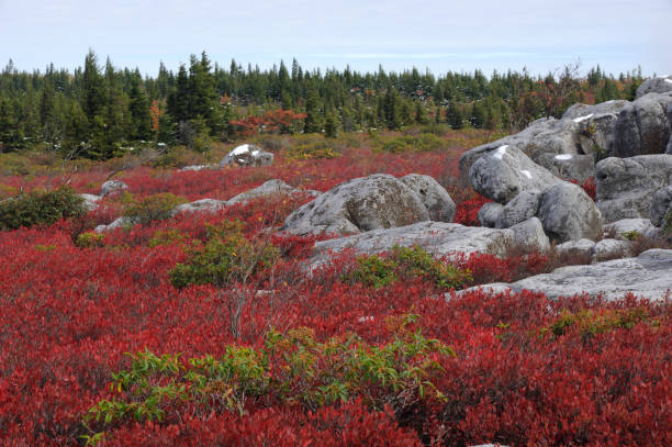 istock Dolly Sods Wilderness in Autumn 160195190