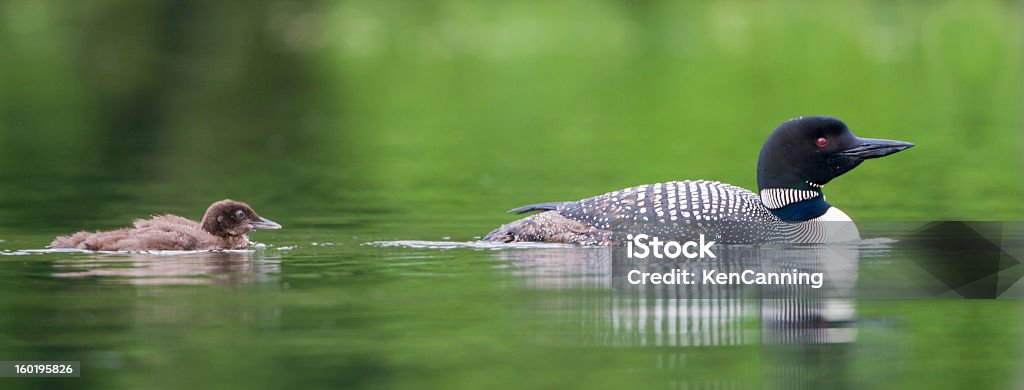 Loon with Chick Common loon ( Gravia immer ) bird with chick   Springtime Stock Photo