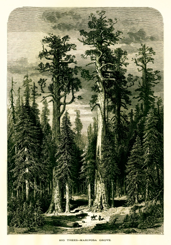 Mariposa Grove, located in Yosemite National Park, U.S. state of California. Published in Picturesque America or the Land We Live In (D. Appleton & Co., New York, 1872).