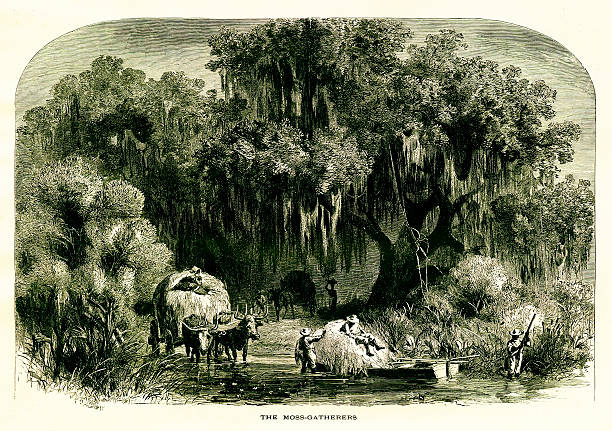 мох gatherers в река миссисипи, сша - mississippi river illustrations stock illustrations