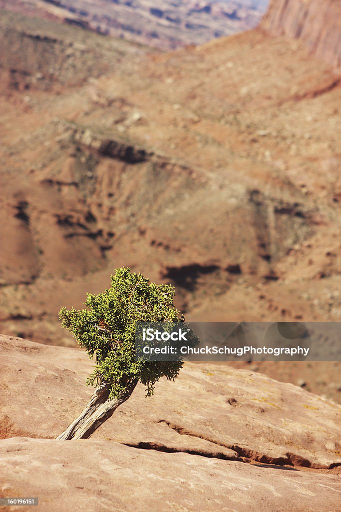 Ginepro nel Parco nazionale di Canyonlands, Moab, Utah - Foto stock royalty-free di Albero