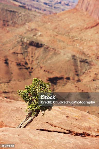 Ginepro Nel Parco Nazionale Di Canyonlands Moab Utah - Fotografie stock e altre immagini di Albero