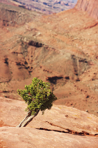 노간주나무 in 캐년랜즈 국립 공원, 모합, 유타 - red rocks rock canyon escarpment 뉴스 사진 이미지