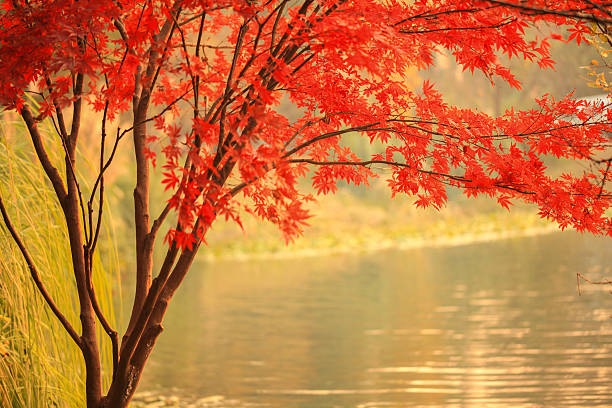 roter ahorn neben river - maple japanese maple leaf autumn stock-fotos und bilder