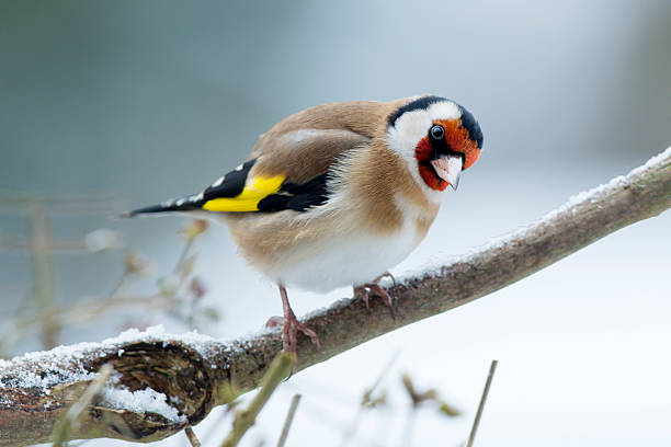 die goldfinch (carduelis-carduelis) - stieglitz stock-fotos und bilder