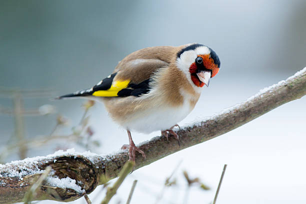 pinzón dorado (carduelis-carduelis) - jilguero fotografías e imágenes de stock