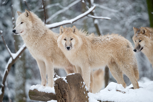 Extremely rare shot of an Arctic Wolf Family in Wildlife. Snowflakes. Nikon D800e + 400mm. Converted from RAW.