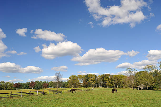 istock Horses in Farm 160197853