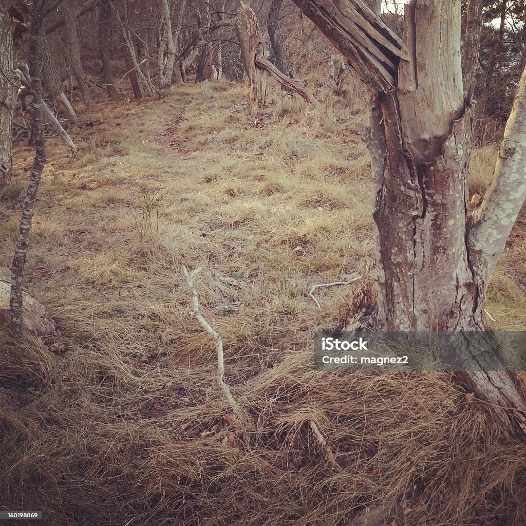 Natura in inverno - Foto stock royalty-free di Albero
