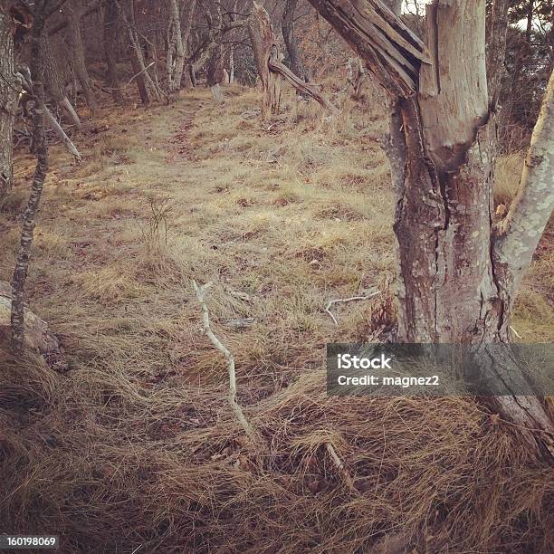 Natura In Inverno - Fotografie stock e altre immagini di Albero - Albero, Albero deciduo, Ambientazione esterna