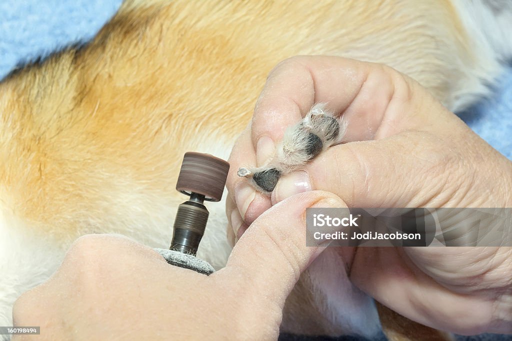 Dog Grooming Grinding Dogs Nails Stock Photo - Download Image Now - Dog,  Grinding, Rasp - iStock