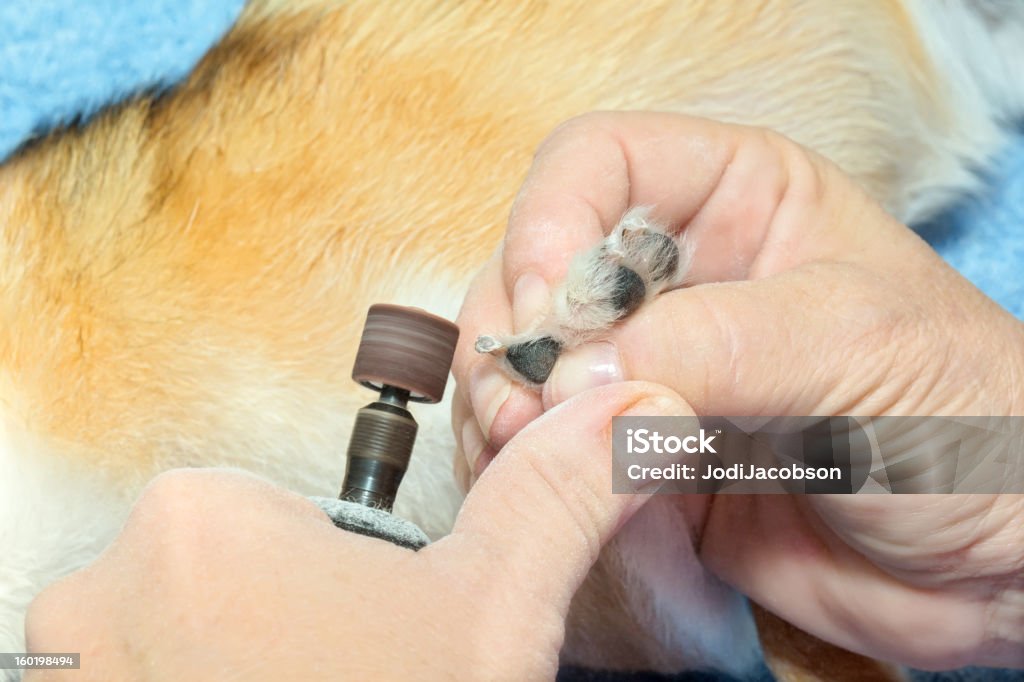 Dog Grooming Grinding Dogs Nails Stock Photo - Download Image Now - Dog, Grinding, Rasp - iStock Dog Grooming Grinding Dogs Nails Stock Photo - Download Image Now - Dog, Grinding, Rasp - iStock