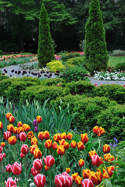 istock Tulips in Garden 160198597