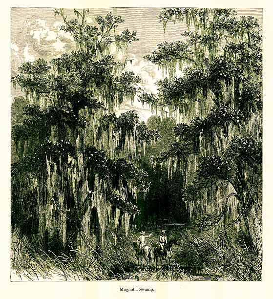 istock Magnolia Swamp, Mississippi River, USA 160198639