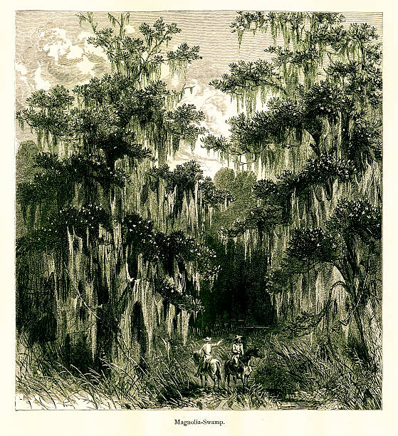 Magnolia Swamp, Mississippi River, USA Magnolia Swamp, Mississippi River, North America. Published in Picturesque America or the Land We Live In (D. Appleton & Co., New York, 1872) marsh illustrations stock illustrations