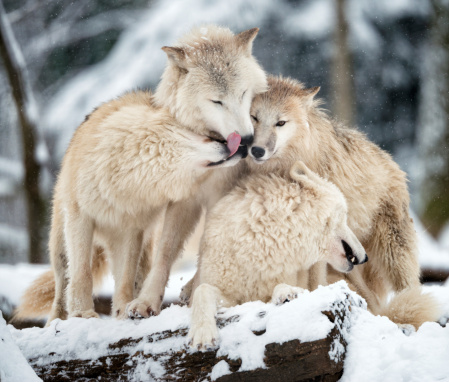 Extremely rare shot of an Arctic Wolf Pack in Wildlife. The cubs submit abjectly to the pack leader the alpha male through licking. Shot in the middle of a snowstorm. Nikon D800e + 400mm. Converted from RAW.