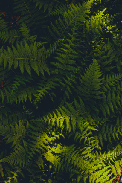 istock Green Fern Background 1602005714