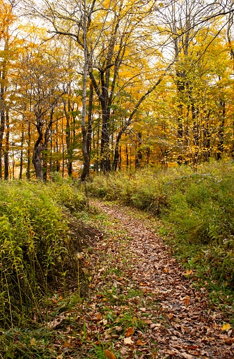 Hiking path through forest, late fall. Autumn leaf color, leaves covering the path. Golden, soft mood. Catskill Mountain region, New York State.