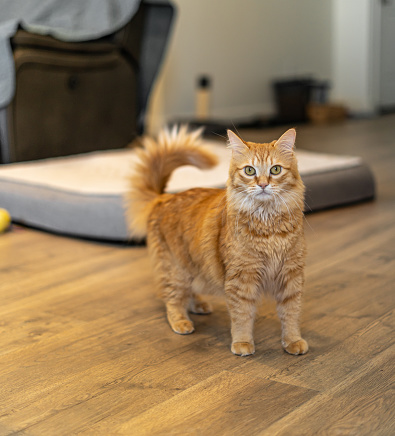 aang the fluffy orange cat at home