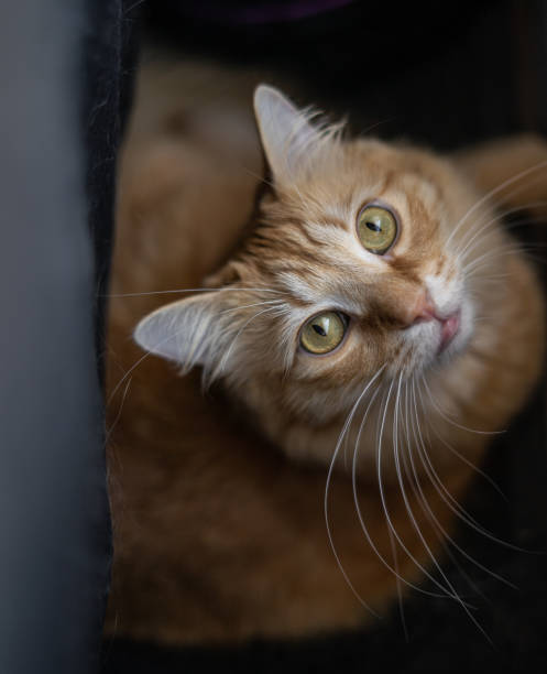 istock Long Hair Orange Fluffy Cat Hiding Close up 1602025875