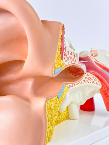 Close up ear canal and  auditory system model