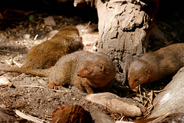 A close up of a family of Dwarf Mongoose, helogale parvula